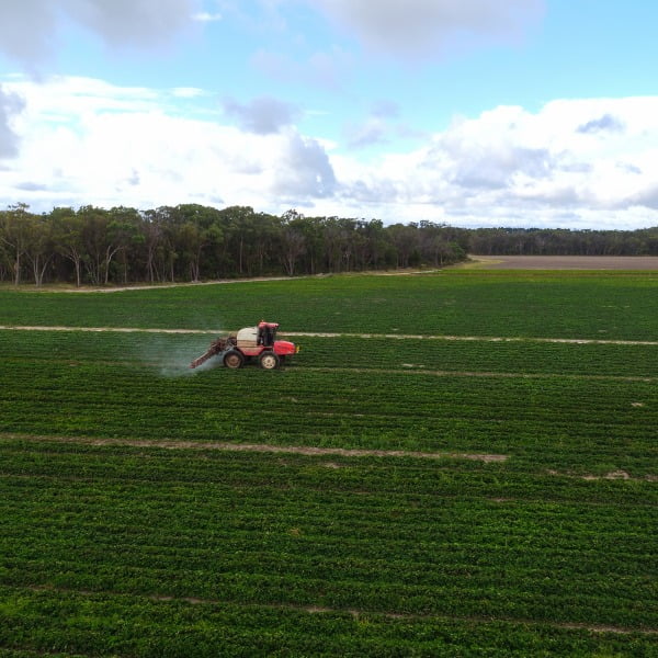 spraying - Sweets Strawberry Runners