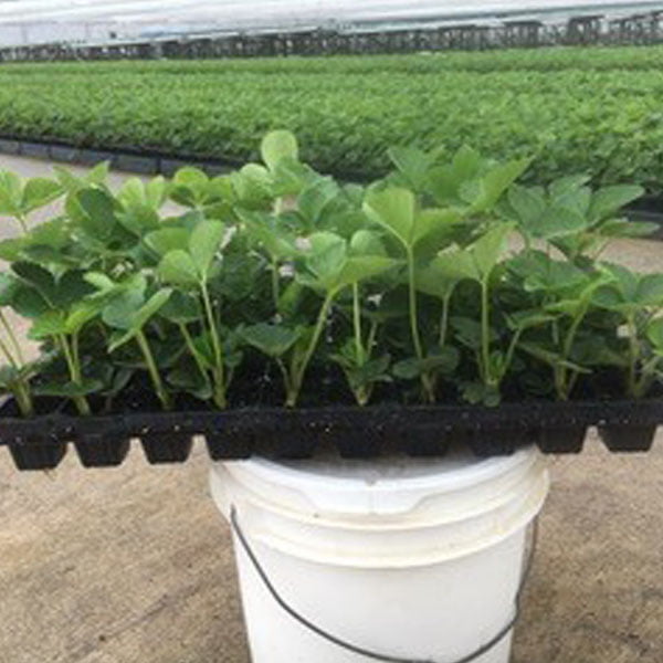 strawberry plug plants - Sweets Strawberry Runners