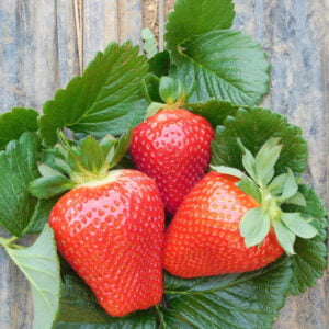 QSGA-001-fruit-3-600 - Sweets Strawberry Runners