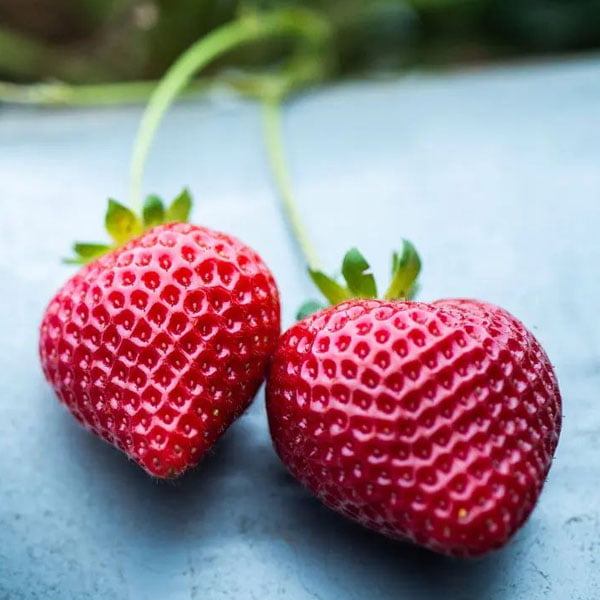 UCDavis-Moxie-2 - Sweets Strawberry Runners